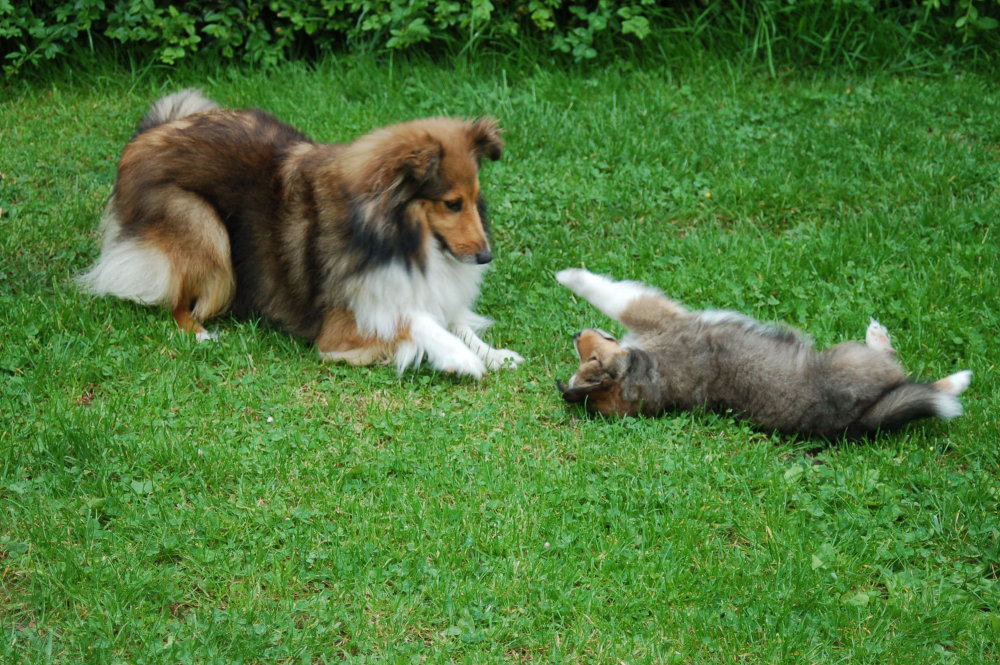 Mardi 8 juin à 47 jours, Cannelle joue avec ses bébés.